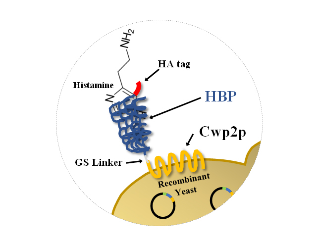 Diagram of HBP vacuole expression proteins on the yeast surface