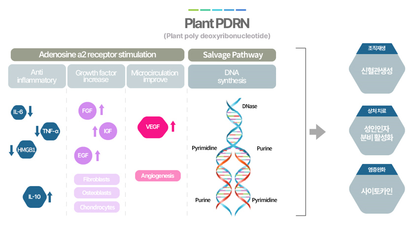 PlandPDRN