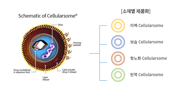 Schematic of Cellularsome®