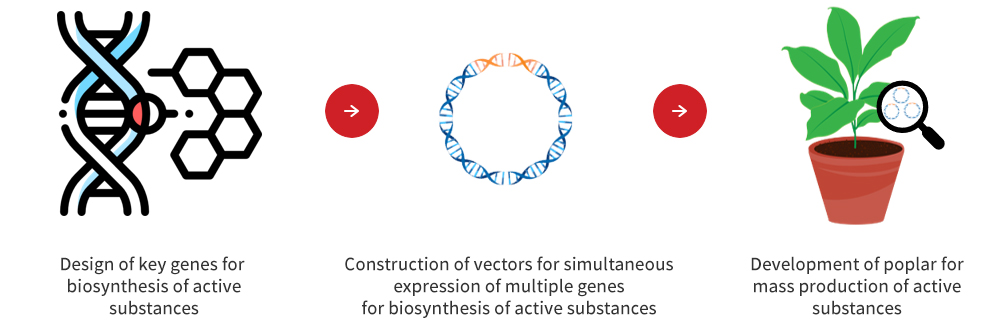 Development of poplar for mass production of active substances using simultaneous multiple gene expression system