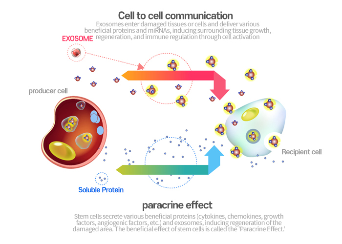 Cell to cell communication