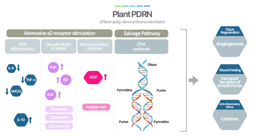 PlandPDRN