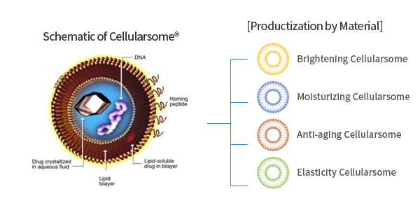 Schematic of Cellularsome®